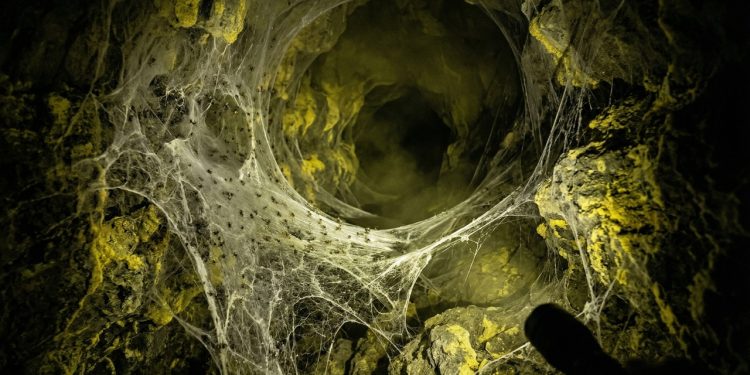 Gigantesca teia subterrânea na Europa abriga colônia única em ambiente tóxico