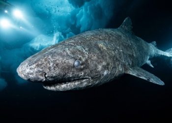 O misterioso tubarão na Antártida que vive por séculos nas águas mais geladas e escuras do mundo