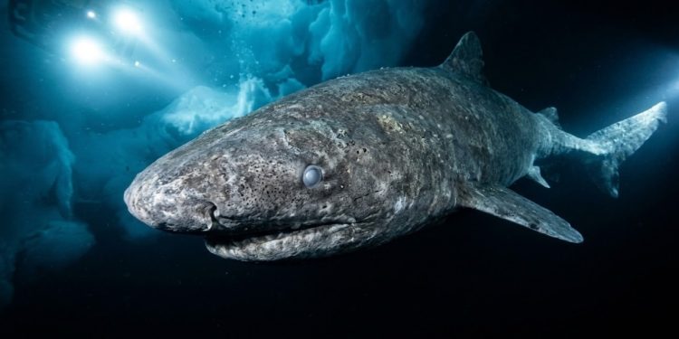 A biologia marinha acaba de sofrer um choque imenso com a confirmação visual de um imenso tubarão na Antártida