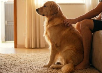 Por que seu cachorro se senta de costas para você? Isso significa mais do que você imagina