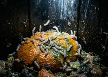 O que significa encontrar larvas ou bichinhos brancos surgindo no lixo da cozinha