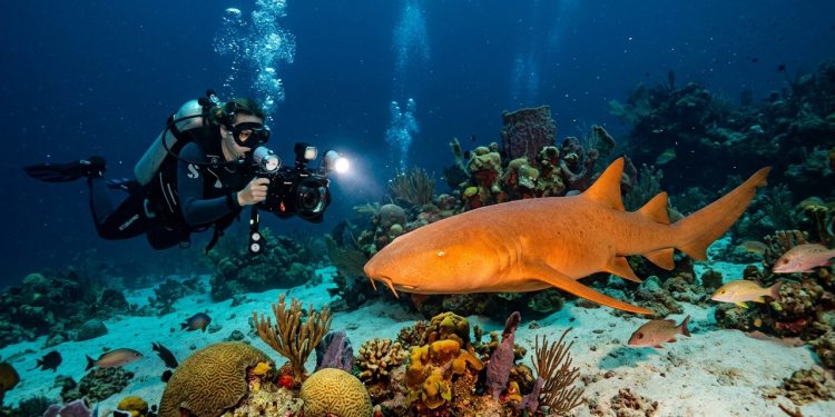 Tubarão-lixa laranja com mutação genética rara é descoberto na Costa Rica