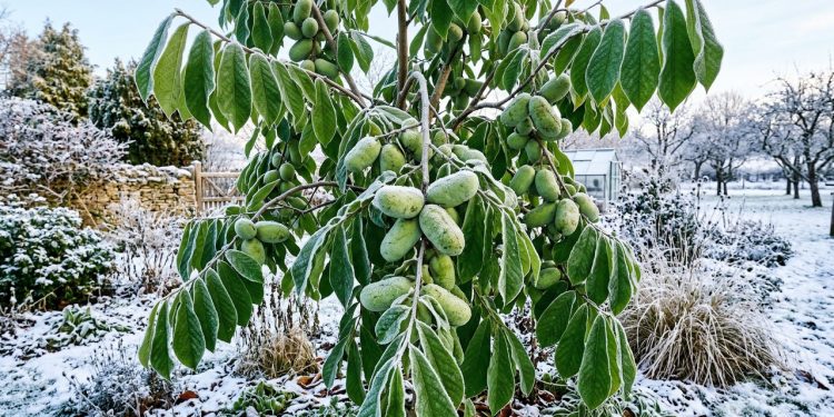 Fruta Asimina desafia invernos rigorosos garantindo colheitas tropicais em climas frios