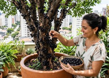 Diga adeus aos quintais sem vida: aprenda como plantar jabuticaba em vasos e encher o seu jardim de sabor