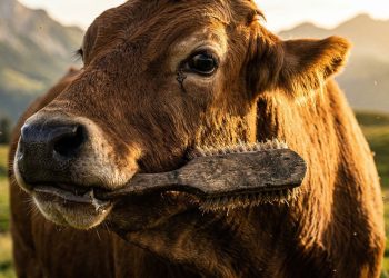 A vaca "Verônica" cuida de si mesma como um ser humano e impressiona as plataformas com sua inteligência.