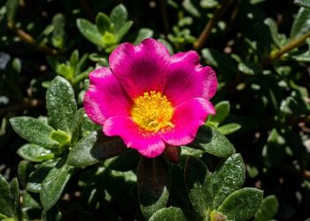 A suculenta brasileira que abre as flores às onze horas e enche os canteiros de cor com pouquíssimo cuidado