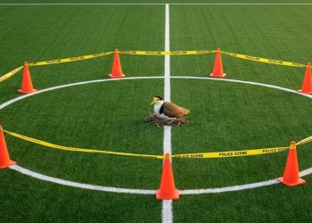 Uma ave protegida põe um ovo na linha do meio-campo e o estádio é fechado por um mês