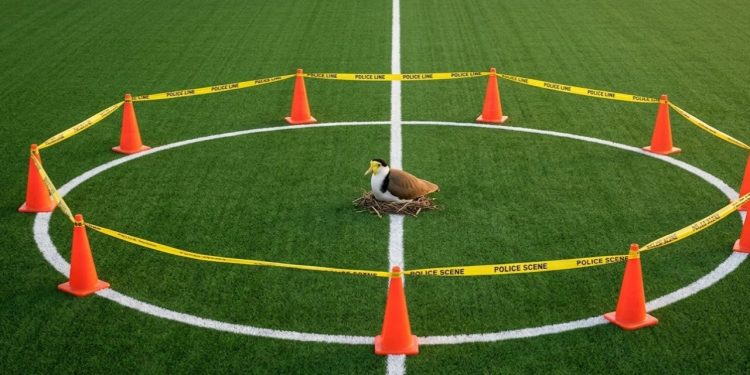 O aparecimento de uma ave nativa no gramado sintético suspendeu todas as partidas amadoras na região de Camberra