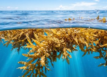 Existe apenas um mar na Terra que não possui margens