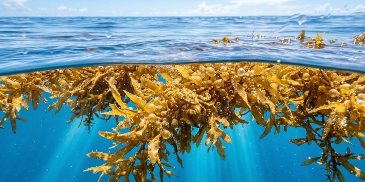 Existe apenas um mar na Terra que não possui margens