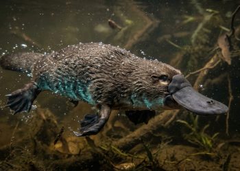 O bico da ave possui pelos que nem os mamíferos nem as aves têm