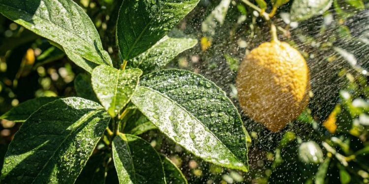 Aplicação de bicarbonato de sódio combate fungos no limoeiro através da alcalinidade