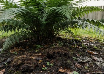 Não plante estas plantas no seu jardim, elas atraem carrapatos como um ímã