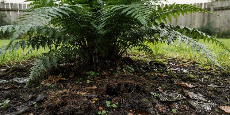Não plante estas plantas no seu jardim, elas atraem carrapatos como um ímã