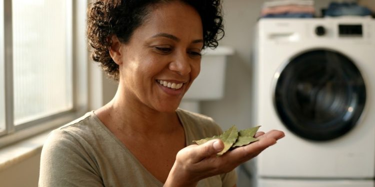 As folhas de louro têm séculos de uso culinário e medicinal, mas seus óleos essenciais escondem propriedades que vão muito além da cozinha