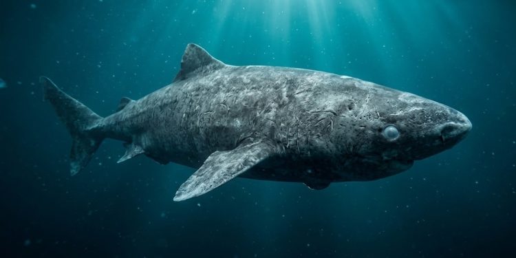O tubarão-da-Groenlândia é um dos animais mais extraordinários já estudados pela ciência