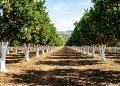 Cinco truques caseiros para afastar lesmas e caramujos do seu jardim