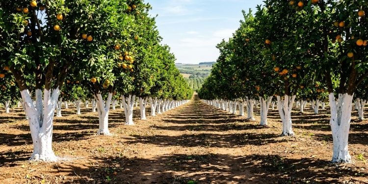 Pintura branca com cal protege troncos contra o calor e parasitas vegetais