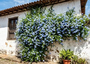 A planta de flores azuis que cresce rápido e transforma os muros de casa em uma cascata de estrelas