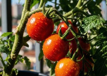 Quanto custa plantar tomate em casa e colher tomates frescos direto do vaso invés de comprar no mercado