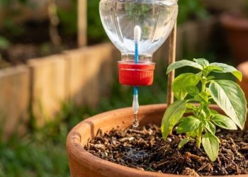 Aprenda a criar um gotejador caseiro com garrafa plástica e cotonete e nunca mais perca as plantas do seu jardim