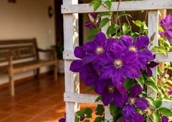 Mais bonita que a buganvília e praticamente indestrutível: resistente ao sol, requer pouca água e decora qualquer canto