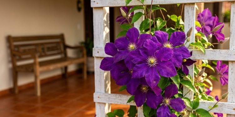 Existe uma trepadeira mais refinada que a buganvília, com floração que vai do final da primavera até o outono e que se adapta a vasos, muros, pérgolas e jardins secos sem exigir rega frequente