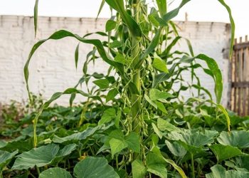 A planta que alimentou povos áridos por milênios, sobreviveu ao calor extremo do deserto e foi deixada de lado pela agricultura moderna