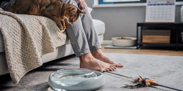 Estudo revela como os gatos escolhem seu humano preferido