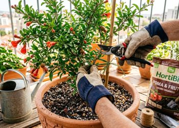 Este é o segredo para plantar romã em casa e colher frutos saudáveis por décadas