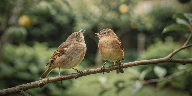O canto dos pássaros indica equilíbrio ambiental e promove bem-estar imediato