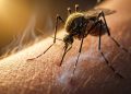 Por que os mosquitos picam mais algumas pessoas do que outras?