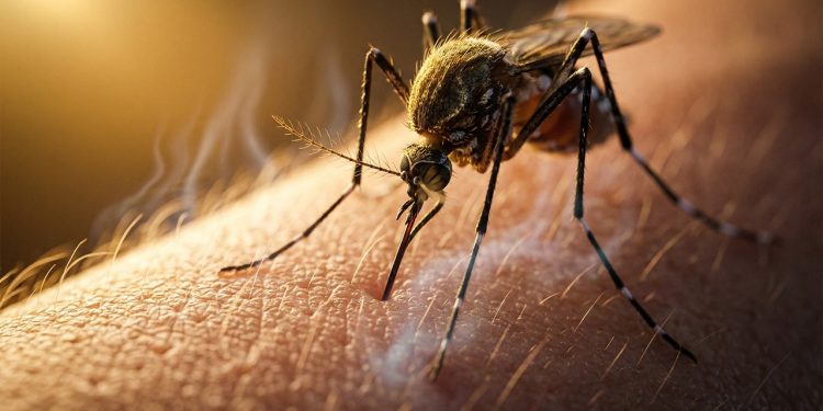 Por que os mosquitos picam mais algumas pessoas do que outras?