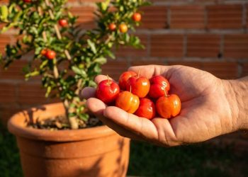 Esqueça a laranja: esta fruta cresce fácil no quintal, em vasos e produz colheitas ricas em vitamina C quase o ano inteiro