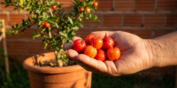 No entanto, o cultivo doméstico da acerola prova que existe uma alternativa muito superior para garantir vitamina C fresca, transformando pequenos espaços em pomares produtivos de forma incrivelmente simples