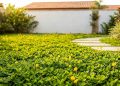 A planta que não precisa de rega diária mantém o canteiro verde, afasta ervas daninhas e ainda melhora o solo com o tempo