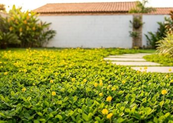 A planta que não precisa de rega diária mantém o canteiro verde, afasta ervas daninhas e ainda melhora o solo com o tempo