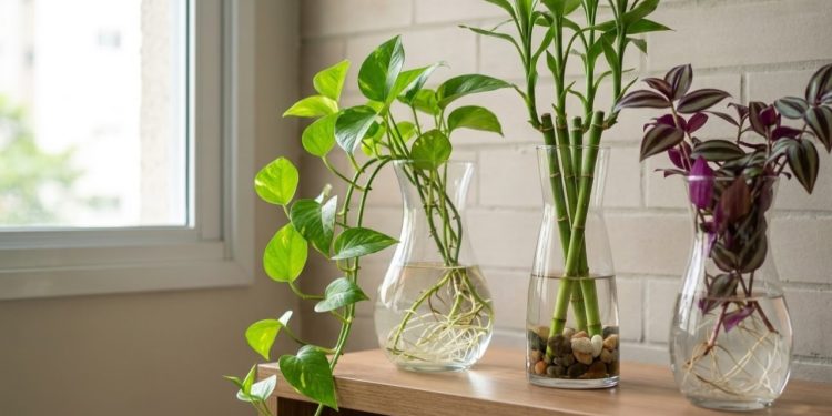 Cultivar folhagens como a jiboia, o bambu da sorte e a tradescantia apenas em água é a solução perfeita para quem deseja manter o ambiente verde sem lidar com sacos de terra ou sujeira