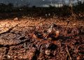 Eles encontraram uma criatura fantástica que podia mudar o clima