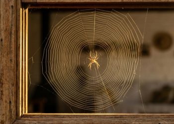 A presença de aranhas em sua casa esconde uma mensagem importante: o que isso realmente significa?