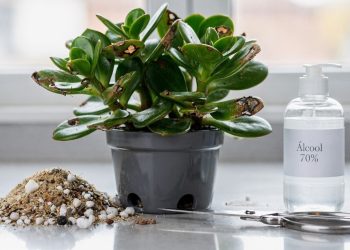 As 5 causas ocultas que deixam a árvore de jade com folhas marrons e como solucionar