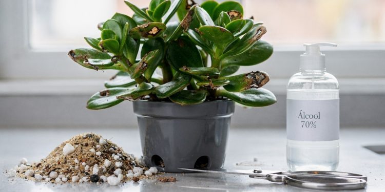 Cuidar de plantas dentro de casa traz muita paz para a rotina diária, mas o desespero bate forte quando a sua amada árvore de jade com folhas marrons começa a murchar na janela