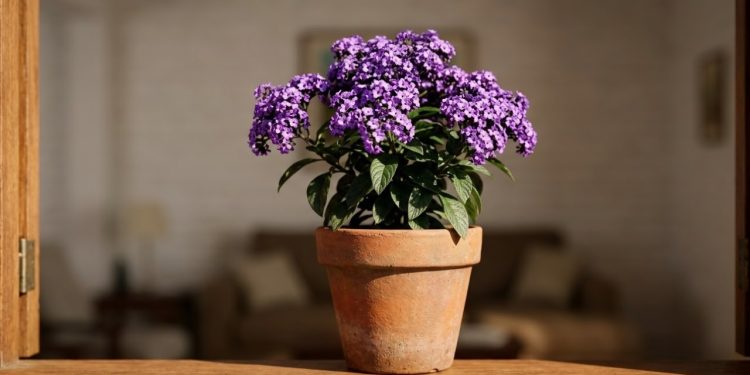 O heliotrópio (Heliotropium arborescens) é uma planta ornamental que combina um perfume inconfundível com um simbolismo espiritual profundo