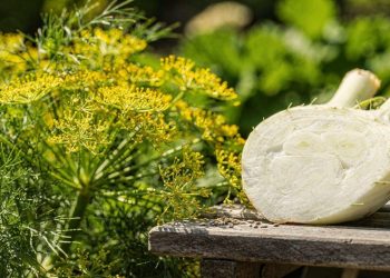 O “ouro vegetal” que reduz o inchaço do corpo e pode ser plantado no seu próprio quintal