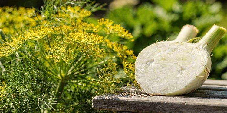 Aprenda a plantar o “ouro vegetal” no seu jardim: esta verdura reduz o inchaço do corpo e combate a retenção de líquidos naturalmente