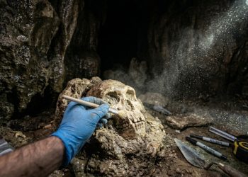 Escavações em Tomar e Torres Novas podem reescrever a história de 500 mil anos de evolução humana