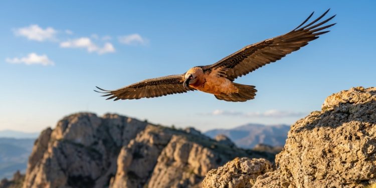 No entanto, um marco histórico recente trouxe esperança para cientistas e conservacionistas: um animal ameaçado acaba de registrar seu primeiro nascimento livre na Espanha