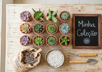 Quanto custa cultivar suculentas em casa e qual o investimento inicial para montar uma coleção básica