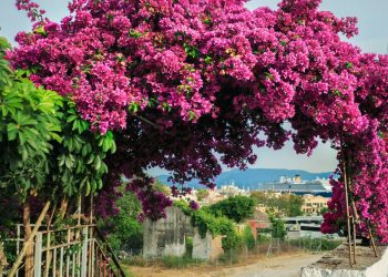 Essa trepadeira resistente cobre muros feios em poucos meses e ainda dá flores que perfumam a varanda o ano todo