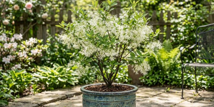 Cultivar uma miniárvore como o belo jasmim-da-virgínia transforma cantos de cimento em um refúgio altamente perfumado e relaxante para a sua família